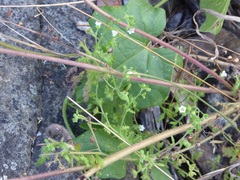 Eucrypta chrysanthemifolia bipinnatifida