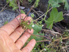 Eucrypta chrysanthemifolia bipinnatifida