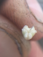 Allium haematochiton