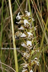 Prasophyllum odoratum