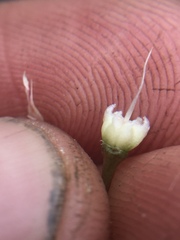 Allium haematochiton