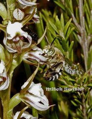 Prasophyllum odoratum