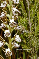 Prasophyllum odoratum