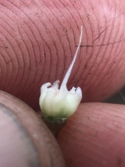 Allium haematochiton