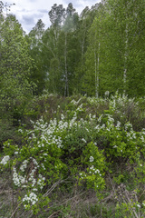 Spiraea chamaedryfolia