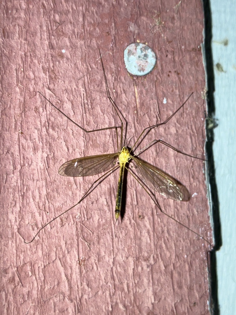 Nephrotoma penumbra