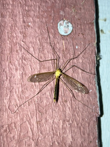 Nephrotoma penumbra