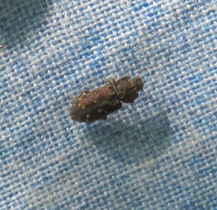 Namunaria pacifica