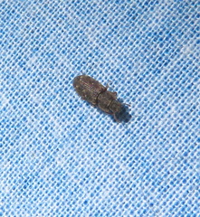 Namunaria pacifica