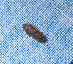 Namunaria pacifica