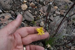 Nothocalais troximoides