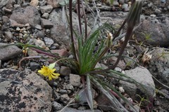 Nothocalais troximoides