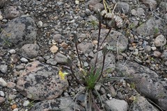 Nothocalais troximoides