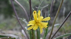 Nothocalais troximoides