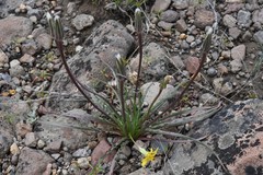 Nothocalais troximoides