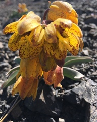Fritillaria glauca