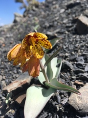 Fritillaria glauca