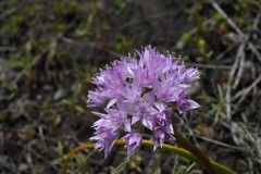 Allium lemmonii