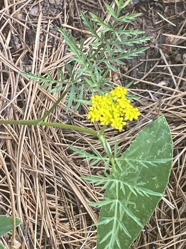 Image of Cymopterus lemmonii by (c) tzeducation, some rights reserved (CC BY)