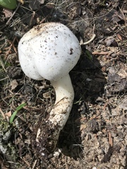 Agaricus