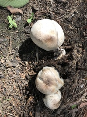 Agaricus