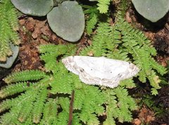 Scopula propinquaria