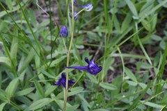 Delphinium depauperatum