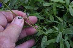 Delphinium depauperatum