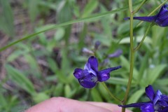 Delphinium depauperatum