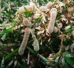 Botrylloides perspicuus