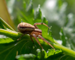 Thomisidae