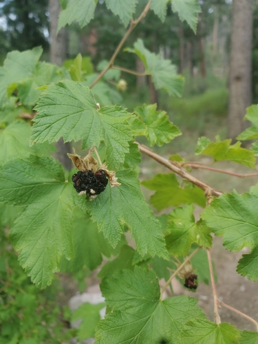Image of Rubus neomexicanus by (c) Mary Lata, some rights reserved (CC BY)