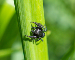 Evarcha arcuata