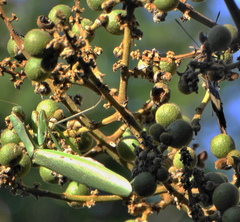Polyspilota aeruginosa