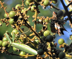 Polyspilota aeruginosa