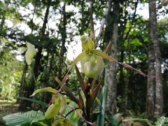 Phragmipedium