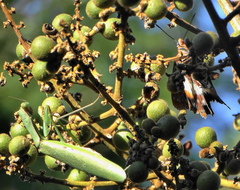 Polyspilota aeruginosa