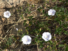 Jacquemontia pringlei