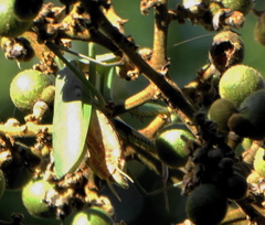 Polyspilota aeruginosa
