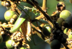 Polyspilota aeruginosa