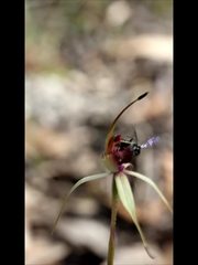 Caladenia australis