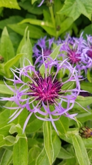 Centaurea montana