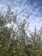 Fremontodendron californicum