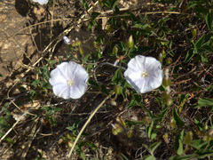 Jacquemontia pringlei