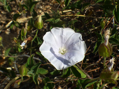 Jacquemontia pringlei