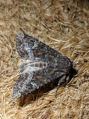Apamea amputatrix