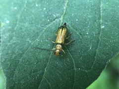 Pseudotheopea collaris