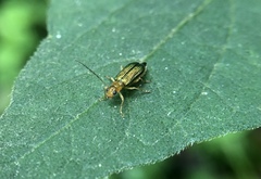 Pseudotheopea collaris