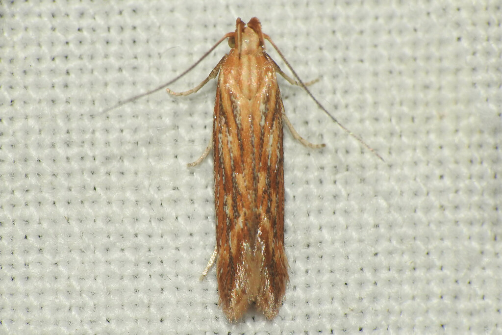 Metzneria aestivella