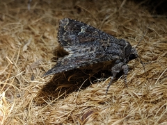 Apamea amputatrix
